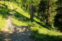 2015-07-01_2Drijaggenalm (169)b.JPG